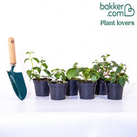 6 Fuchsias en mélange