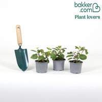 3 Fuchsias retombants Dark Eyes