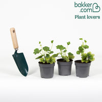 3 Géraniums-lierre bicolores