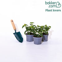 3 Lantanas en mélange