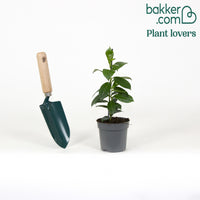 Jasmin du Brésil blanc