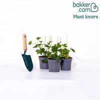 3 Géraniums-lierre rouges