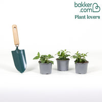 3 Fuchsias retombants Blue Angel