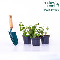 3 Fuchsias à fleurs géantes Bella Rosella