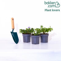 3 Verveines rouge, blanc, bleu en mélange