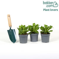 3 Pétunias retombants roses