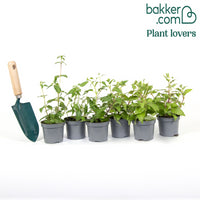 6 Fuchsias résistants au gel en mélange