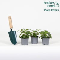 3 Fuchsias retombants Bicentennial