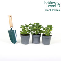 Géraniums à massifs blancs