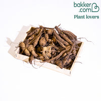 10 Dahlias cactus colorés en mélange