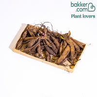 Bakker - 5 Dahlias pompons colorés en mélange - Dahlia