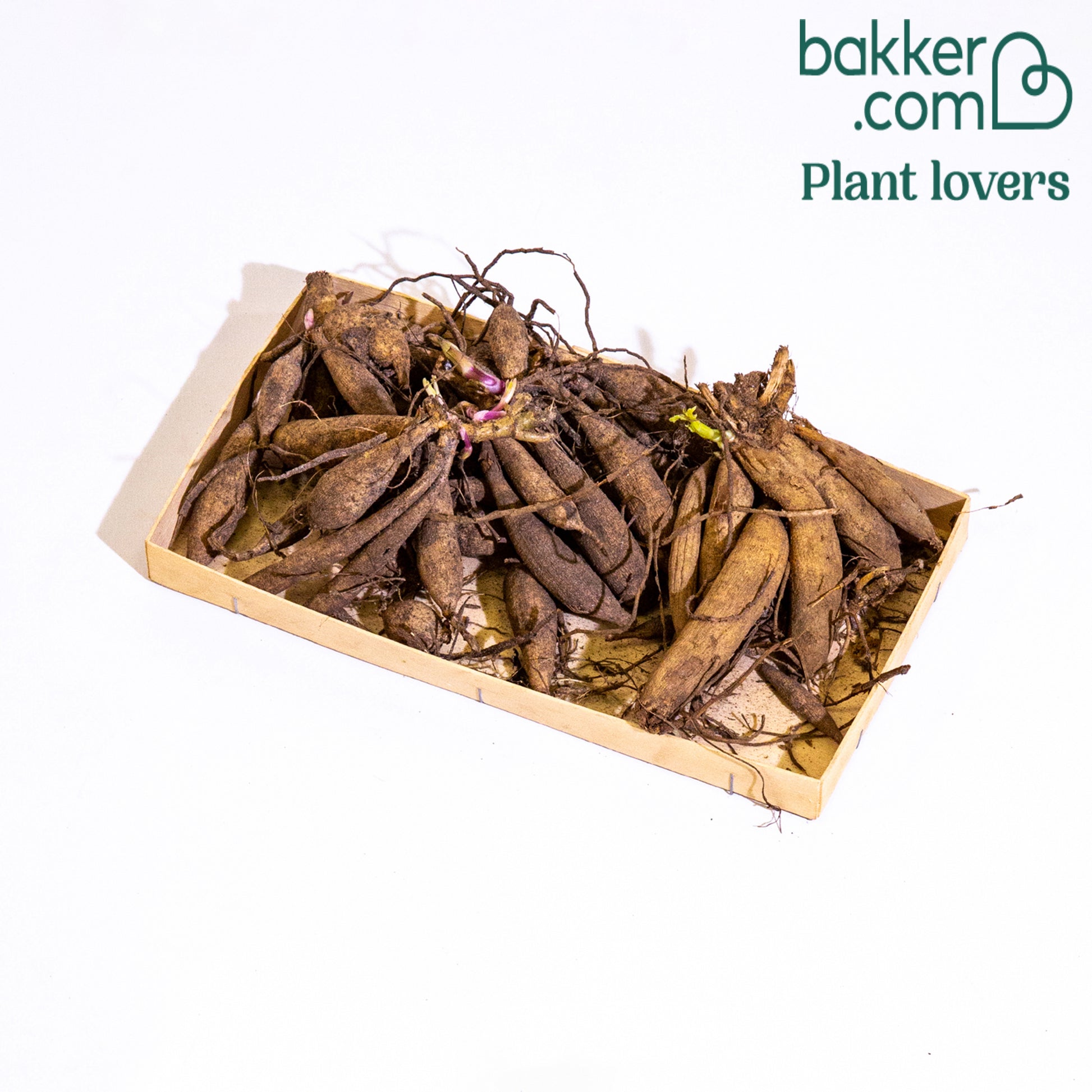 Bakker - 5 Dahlias pompons colorés en mélange - Dahlia