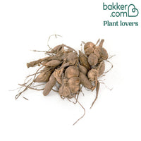 3 Dahlias décoratifs Tricolore