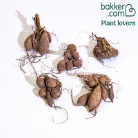 Dahlia - Mélange 'Terrace View' - Bulbes de fleurs populaires