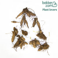 Dahlia nain décoratif en mélange