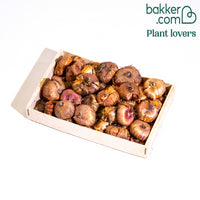 Glaïeul à grandes fleurs - Mélange