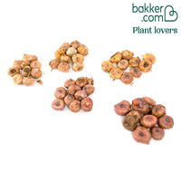 Collection de 50 Glaïeuls