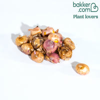 20 Glaïeuls nains en mélange