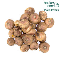 25 Glaïeuls Aftershock