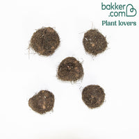 5 Bégonias Picotée Golden Balcony