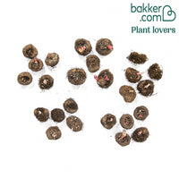 25 Bégonias à grandes fleurs en mélange