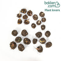 24 Bégonias tubéreux doubles en mélange