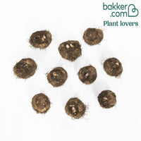 Bégonias pendula simples en mélange