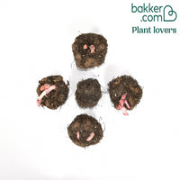 5 Bégonias parfumés Angélique