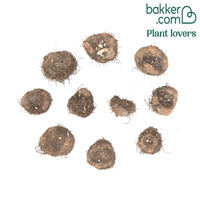 Bégonias doubles en mélange