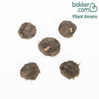 5 Bégonias à fleurs de Camélia