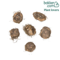 6 Bégonias doubles rose et blanc en mélange