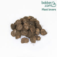 Bégonias doubles en mélange