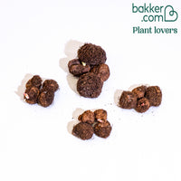 16 Bégonias Non Stop jaunes, rouges, roses, blancs en mélange