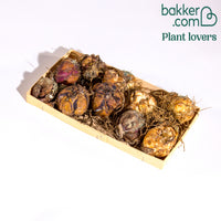 Lys asiatique 'Mid-Century' en mélange