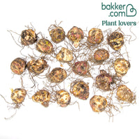 Lys asiatique 'Mid-Century' en mélange