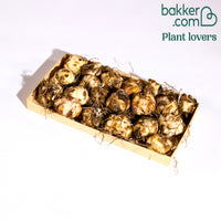 Lys asiatique 'Mid-Century' en mélange