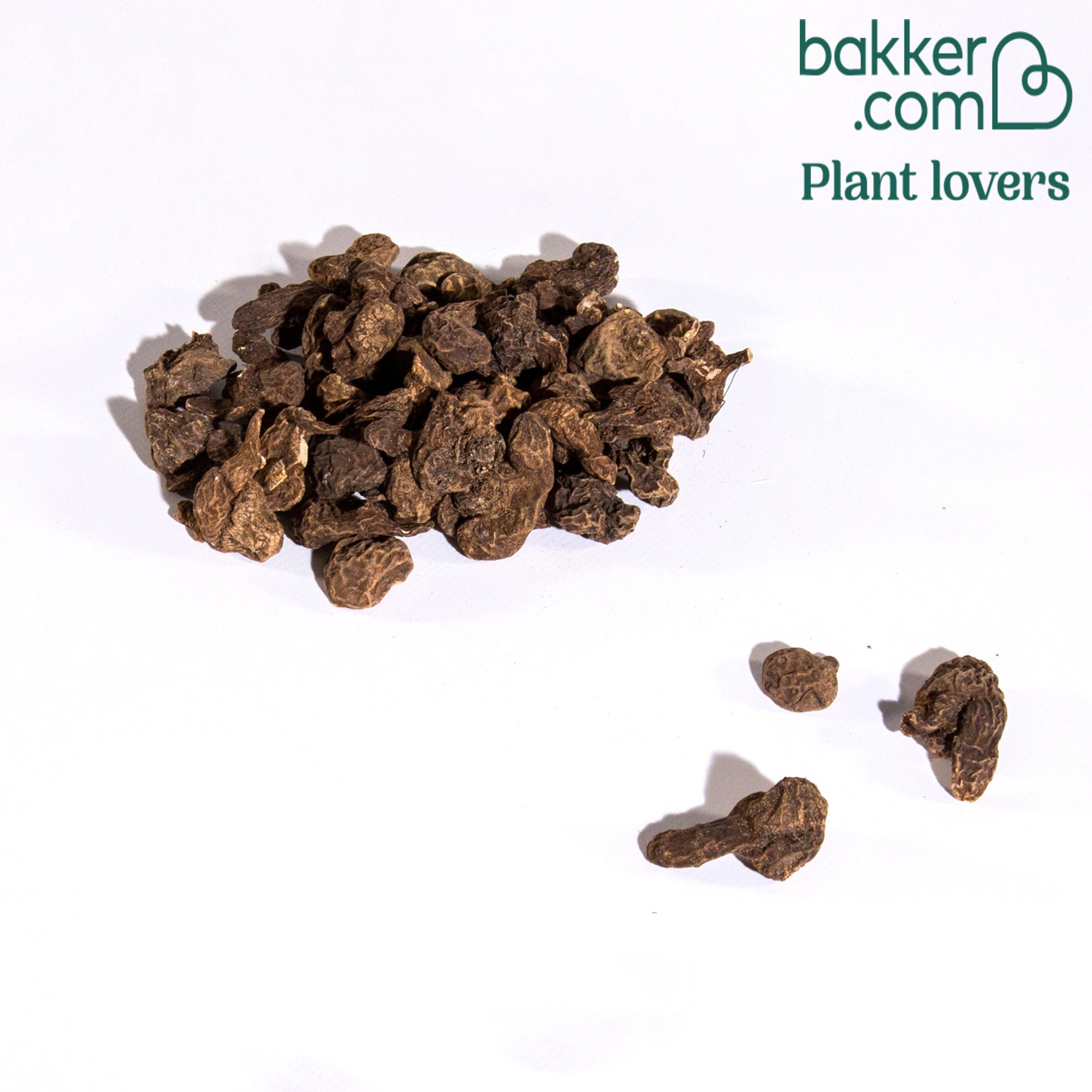 Bakker - Anémone de Caen en mélange - Anemone coronaria de caen