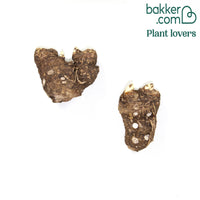 2 Arums blanc d'Ethiopie