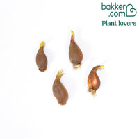 4 Tulipes Coeur Bleu