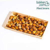 50 Iris de Hollande en mélange