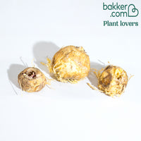 Collection de 3 Couronnes impériales : jaune, rouge, orange