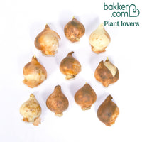 10 Tulipes Chaperon Rouge