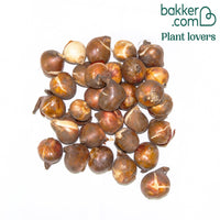 30 Tulipes Darwin en mélange