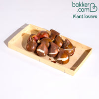 10 Tulipes à fleur de pivoine Angélique