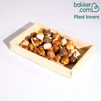 30 Tulipes Darwin en mélange