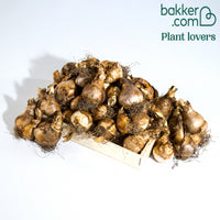 Narcisse à fleurs doubles en mélange