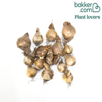 Narcisse à fleurs doubles en mélange