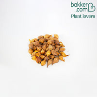 50 Iris de Hollande en mélange