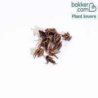 Bakker - Renoncule en mélange - Ranunculus asiaticus