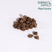 30 Anémones Sainte Brigitte en mélange